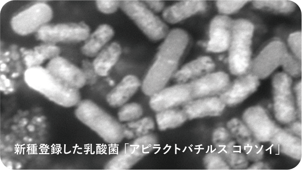 アピラクトバチルス コウソイ