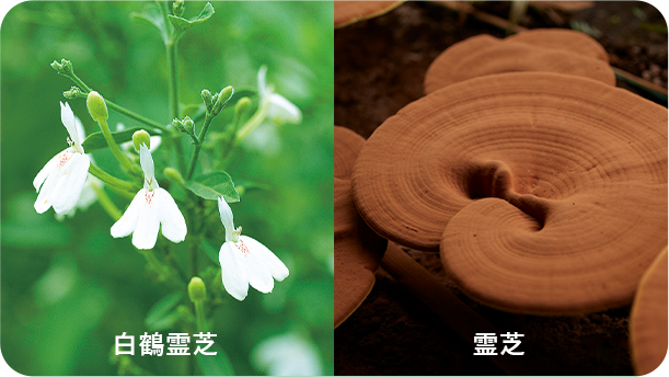 安心・安全な国産・農薬不使用の野菜
