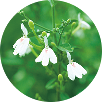 白鶴霊芝（葉）