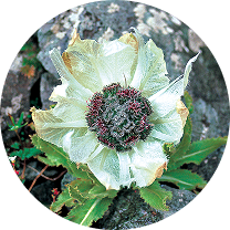 雪蓮花（全草）