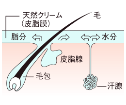 肌は天然クリームをつくっています