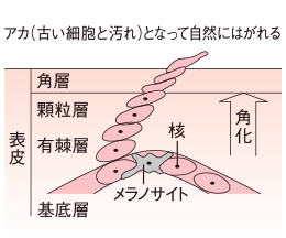 肌はいつも生まれ変わっています