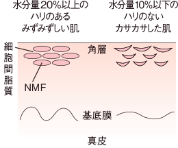 肌には水分が必要です