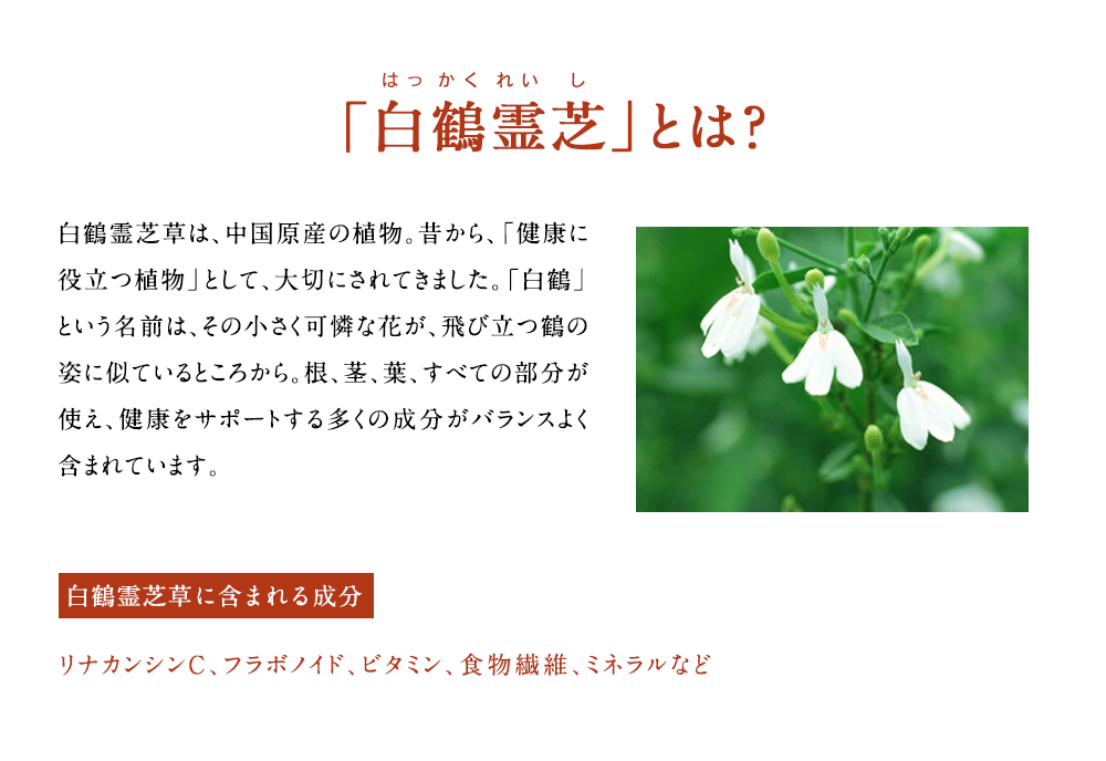 「白鶴霊芝」とは？